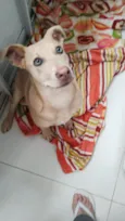 Farofa