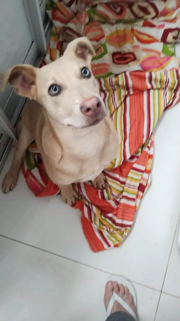 Cachorro raça SRD-ViraLata idade 1 ano nome Farofa