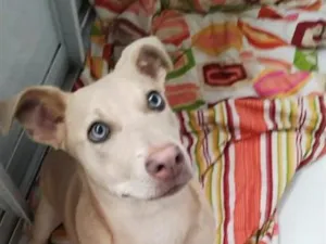 Cachorro raça SRD-ViraLata idade 1 ano nome Farofa