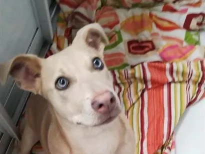 Cachorro raça SRD-ViraLata idade 1 ano nome Farofa