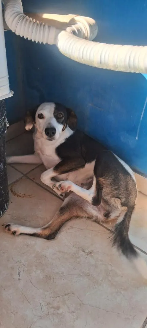 Cachorro raça SRD-ViraLata idade 2 anos nome nevasca