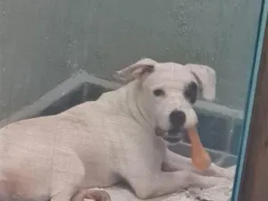 Cachorro raça SRD-ViraLata idade 7 a 11 meses nome bud