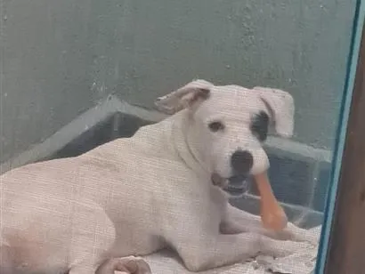 Cachorro raça SRD-ViraLata idade 7 a 11 meses nome bud