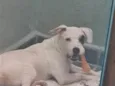 bud
