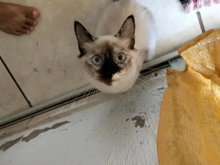 Gato raça SRD-ViraLata idade 2 a 6 meses nome Pandinha