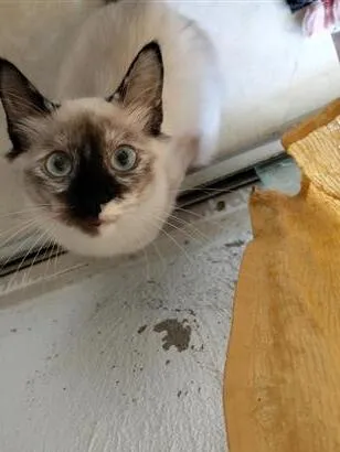 Gato raça SRD-ViraLata idade 2 a 6 meses nome Pandinha