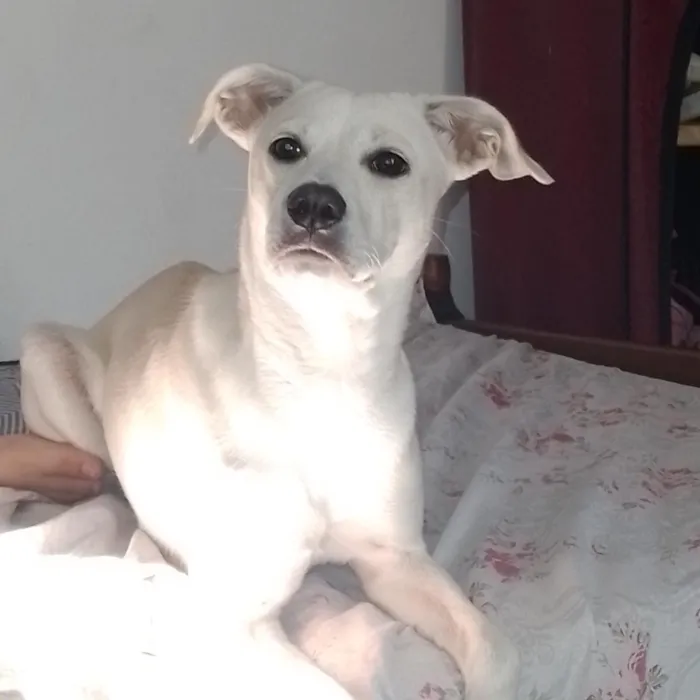 Cachorro raça SRD-ViraLata idade 1 ano nome Nalla