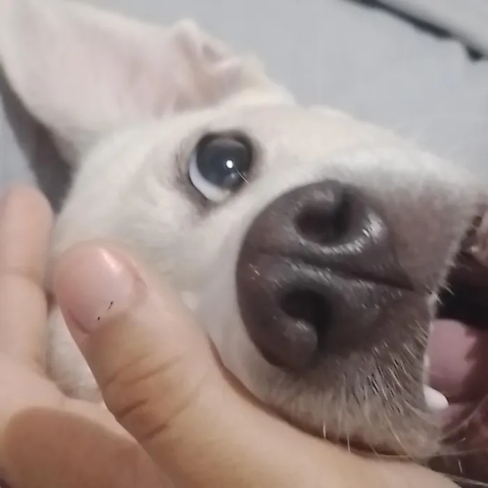 Cachorro raça SRD-ViraLata idade 1 ano nome Nalla