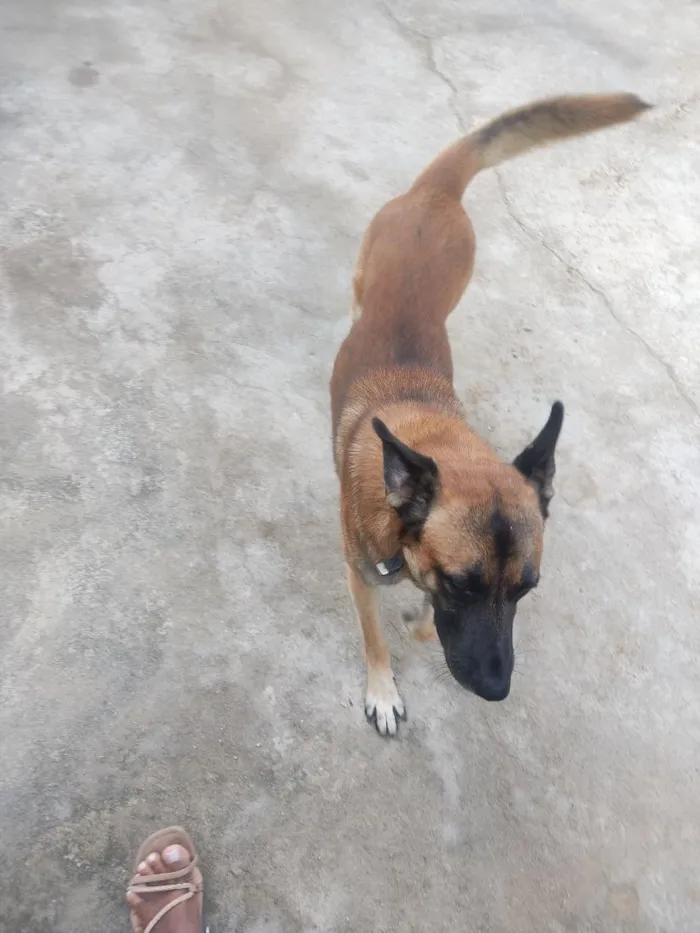 Cachorro raça Pastor Alemão idade 2 anos nome Bob