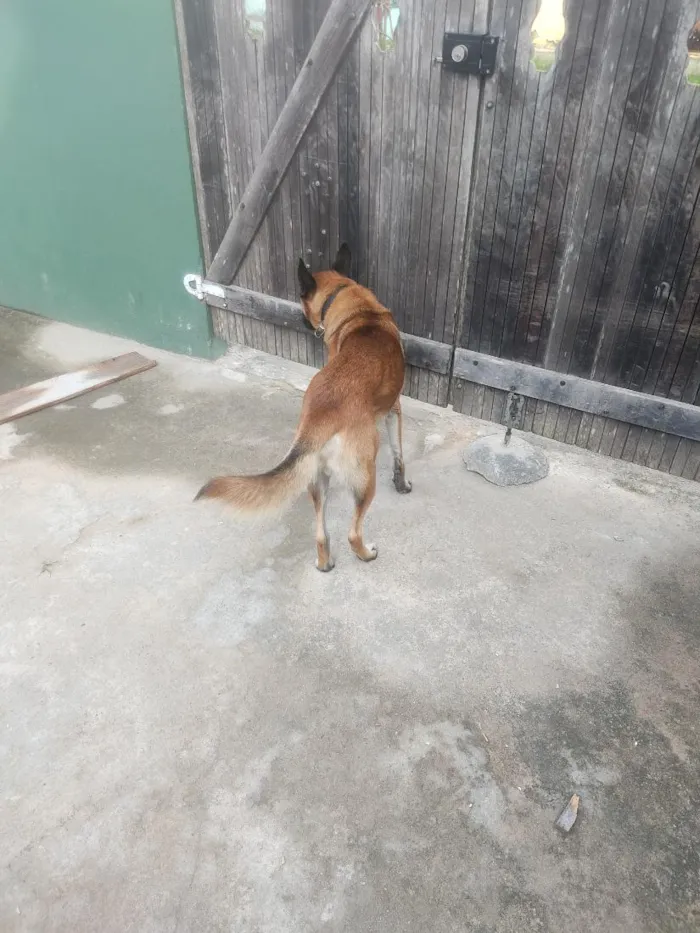 Cachorro raça Pastor Alemão idade 2 anos nome Bob