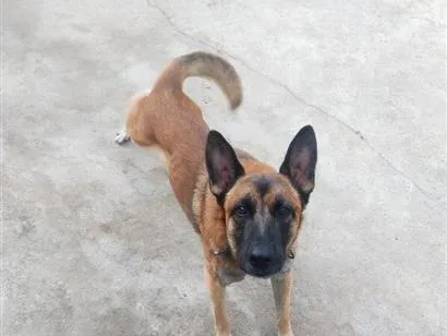 Cachorro raça Pastor Alemão idade 2 anos nome Bob