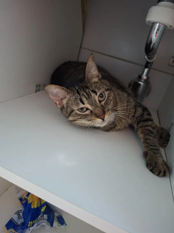 Gato raça SRD-ViraLata idade 2 anos nome Bella
