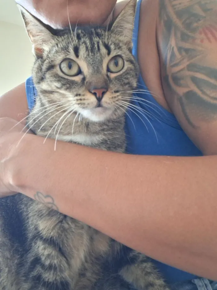 Gato raça SRD-ViraLata idade 2 anos nome Bella