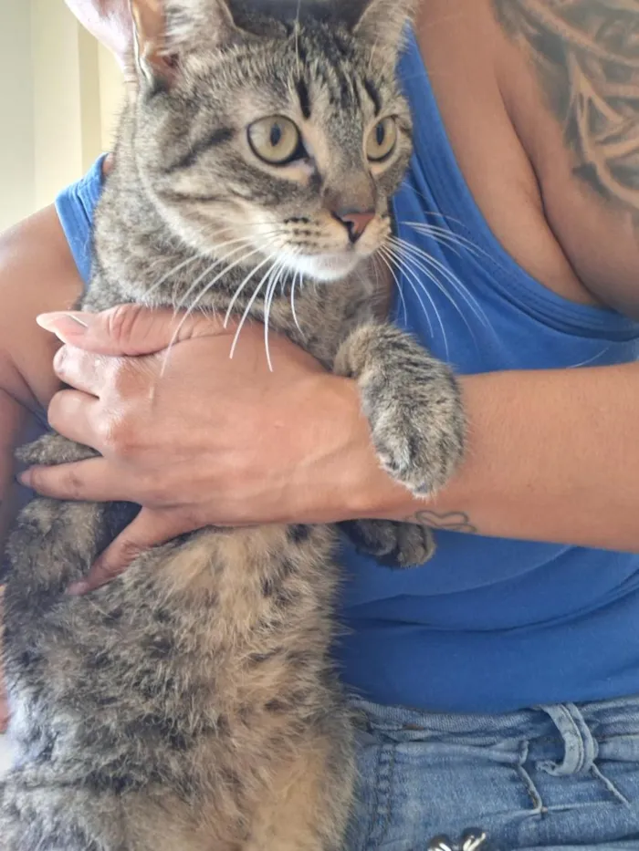 Gato raça SRD-ViraLata idade 2 anos nome Bella