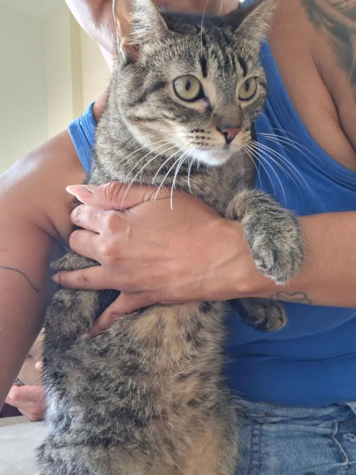 Gato raça SRD-ViraLata idade 2 anos nome Bella