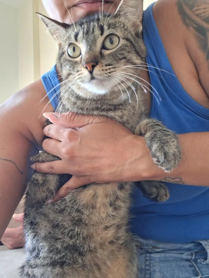 Gato raça SRD-ViraLata idade 2 anos nome Bella