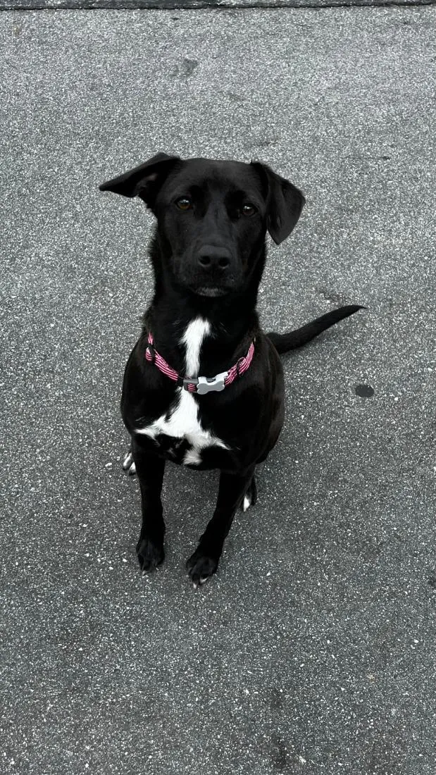 Cachorro raça SRD-ViraLata idade 1 ano nome Zoe