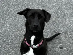 Cachorro raça SRD-ViraLata idade 1 ano nome Zoe