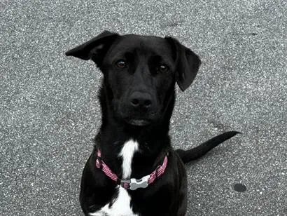 Cachorro raça SRD-ViraLata idade 1 ano nome Zoe