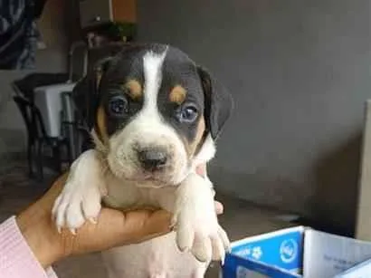 Cachorro raça SRD-ViraLata idade Abaixo de 2 meses nome filhotes da Mel