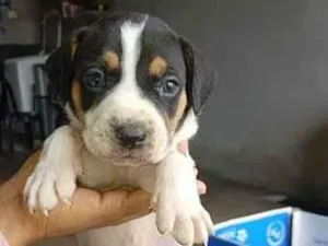 Cachorro raça SRD-ViraLata idade Abaixo de 2 meses nome filhotes da Mel