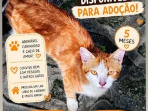 Gato raça SRD-ViraLata idade 2 a 6 meses nome Cheeto