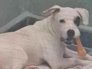 Cachorro raça SRD-ViraLata idade 7 a 11 meses nome bud