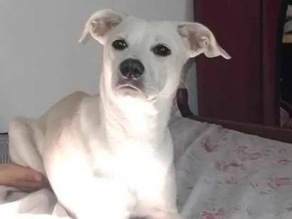Cachorro raça SRD-ViraLata idade 1 ano nome Nalla