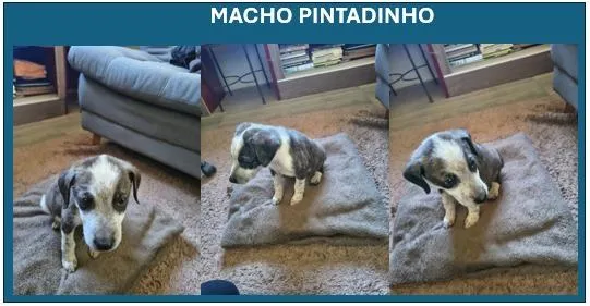 Cachorro raça SRD-ViraLata idade 2 a 6 meses nome Pintadinho