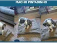 Pintadinho
