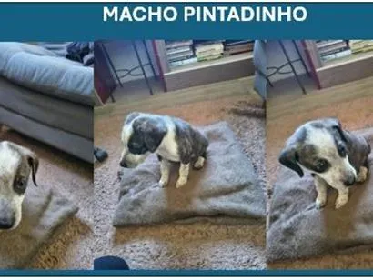 Cachorro raça SRD-ViraLata idade 2 a 6 meses nome Pintadinho