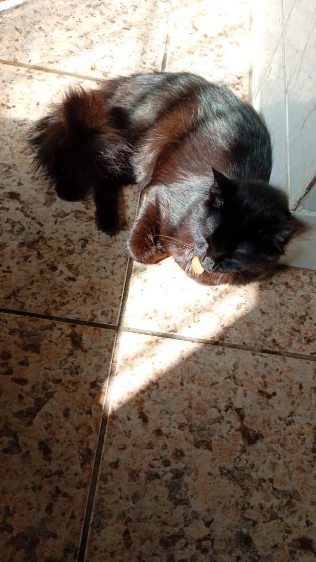 Gato raça SRD-ViraLata idade 1 ano nome Orion