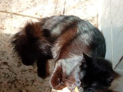 Gato raça SRD-ViraLata idade 1 ano nome Orion