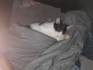 Gato raça SRD-ViraLata idade 2 a 6 meses nome Pedro Miguel Arcanjo
