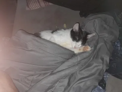Gato raça SRD-ViraLata idade 2 a 6 meses nome Pedro Miguel Arcanjo