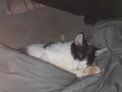Gato raça SRD-ViraLata idade 2 a 6 meses nome Pedro Miguel Arcanjo