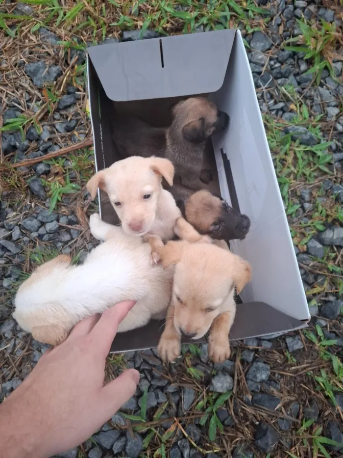Cachorro raça SRD-ViraLata idade Abaixo de 2 meses nome Filhotes