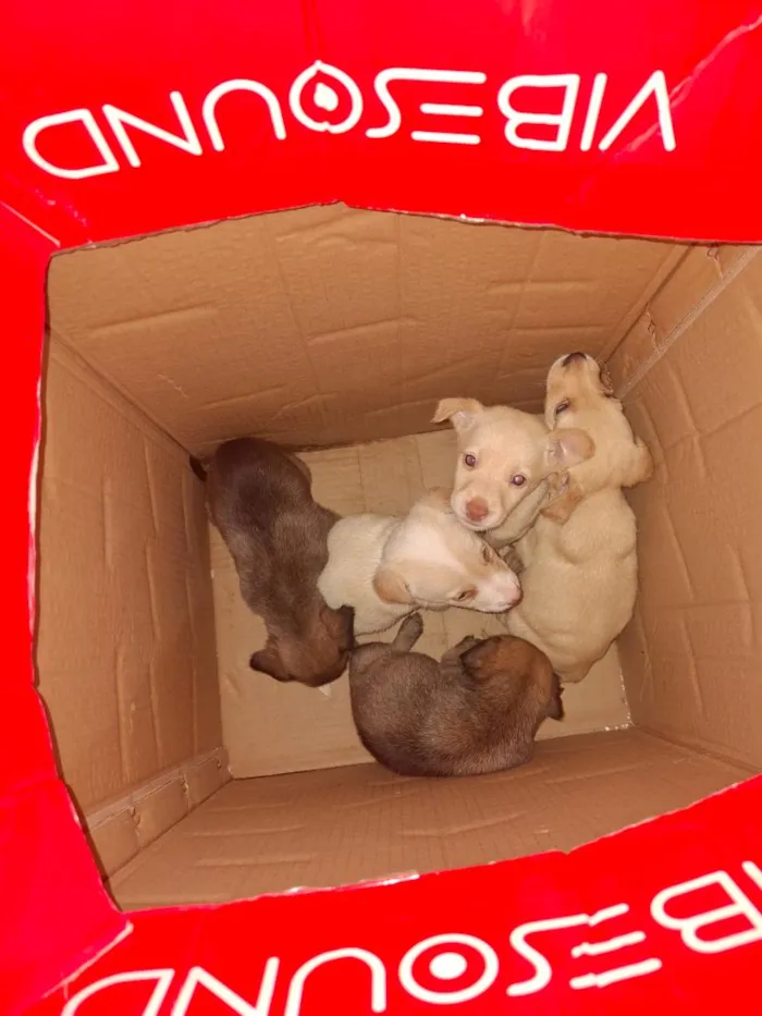 Cachorro raça SRD-ViraLata idade Abaixo de 2 meses nome Filhotes