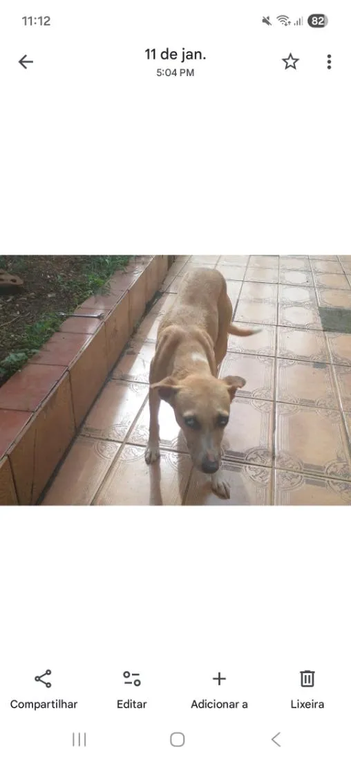 Cachorro raça SRD-ViraLata idade 7 a 11 meses nome Mel 