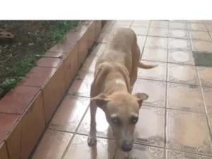 Cachorro raça SRD-ViraLata idade 7 a 11 meses nome Mel 