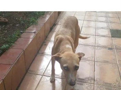 Cachorro raça SRD-ViraLata idade 7 a 11 meses nome Mel 