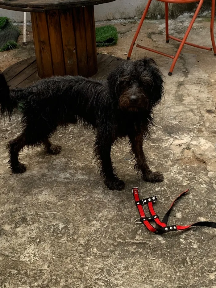 Cachorro raça Lhasa Apso idade 3 anos nome Rick