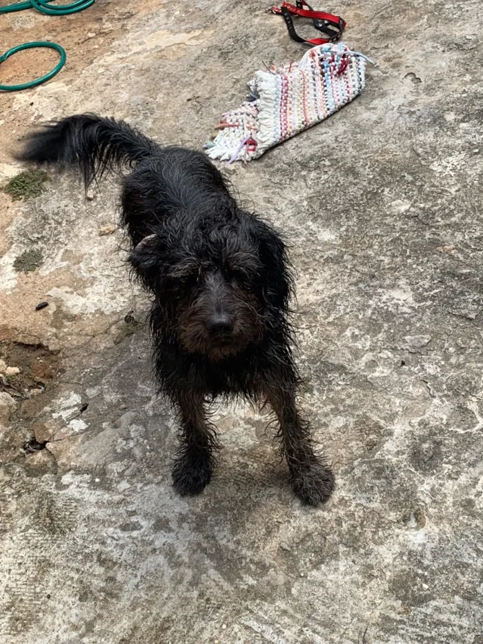 Cachorro raça Lhasa Apso idade 3 anos nome Rick
