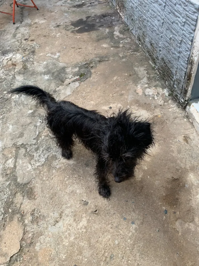 Cachorro raça Lhasa Apso idade 3 anos nome Rick