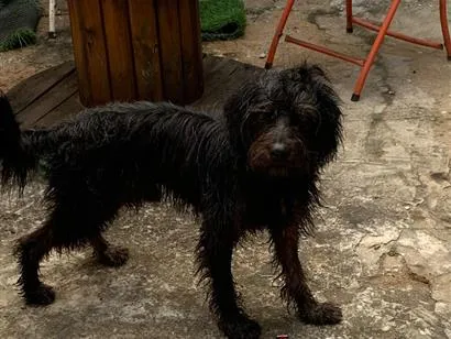 Cachorro raça Lhasa Apso idade 3 anos nome Rick