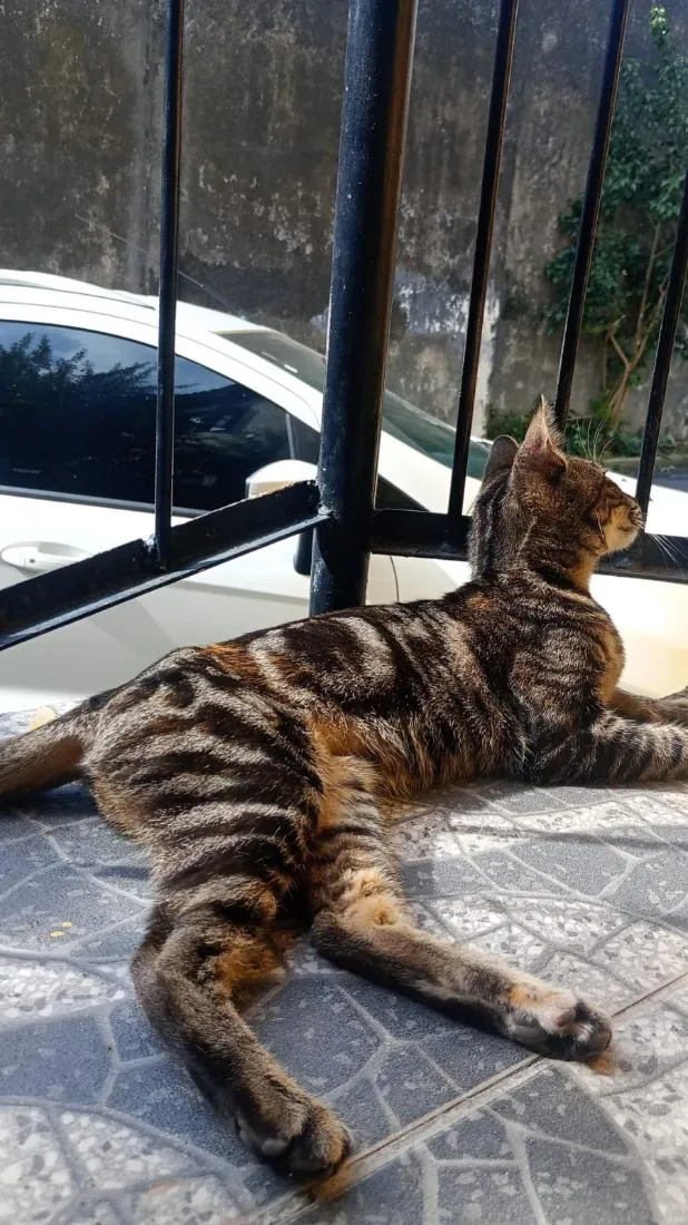 Gato raça SRD-ViraLata idade 2 a 6 meses nome Não tem nome
