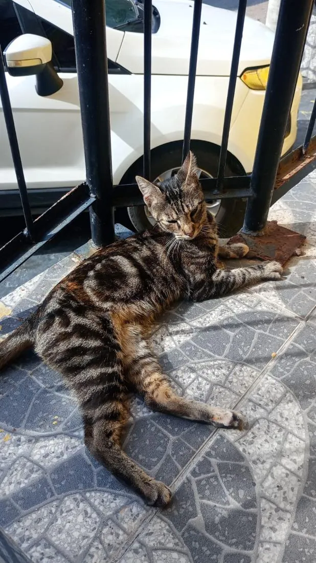 Gato raça SRD-ViraLata idade 2 a 6 meses nome Não tem nome