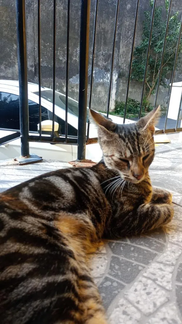 Gato raça SRD-ViraLata idade 2 a 6 meses nome Não tem nome