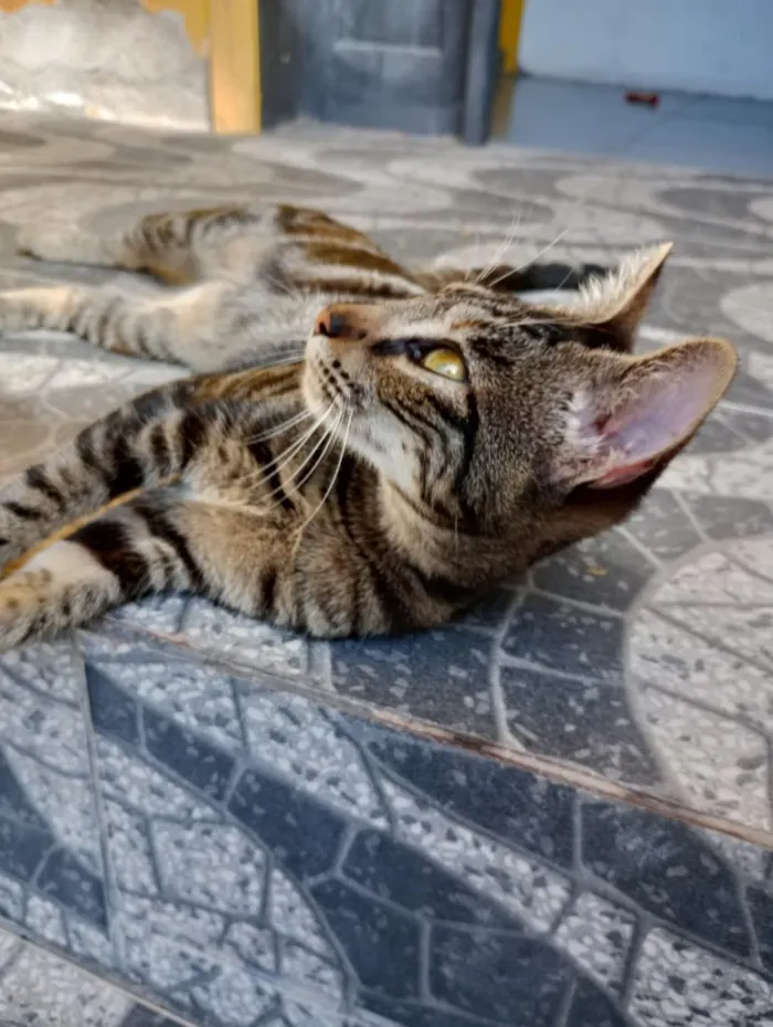 Gato raça SRD-ViraLata idade 2 a 6 meses nome Não tem nome