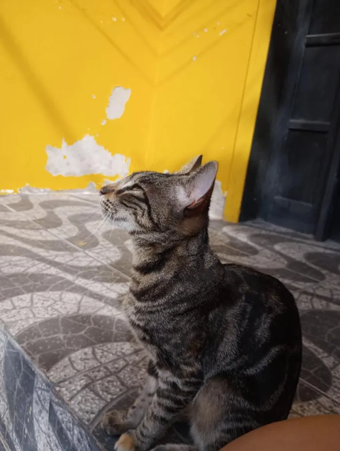 Gato raça SRD-ViraLata idade 2 a 6 meses nome Não tem nome